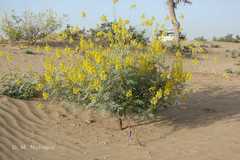 Senna alexandrina